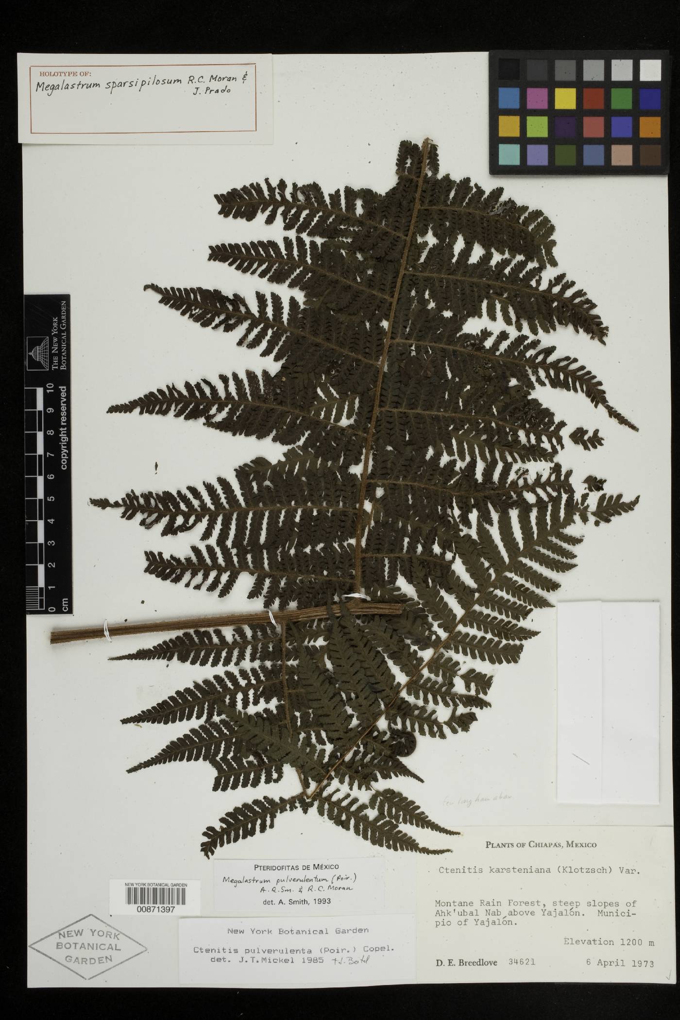 Megalastrum sparsipilosum image