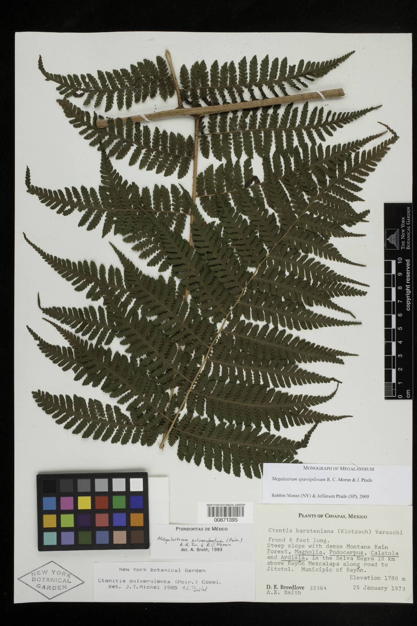 Megalastrum sparsipilosum image