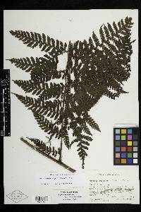 Megalastrum gompholepis image