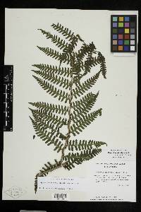 Megalastrum galeottii image