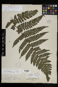 Megalastrum galeottii image