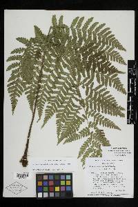 Megalastrum galeottii image