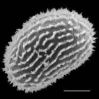 Megalastrum galeottii image