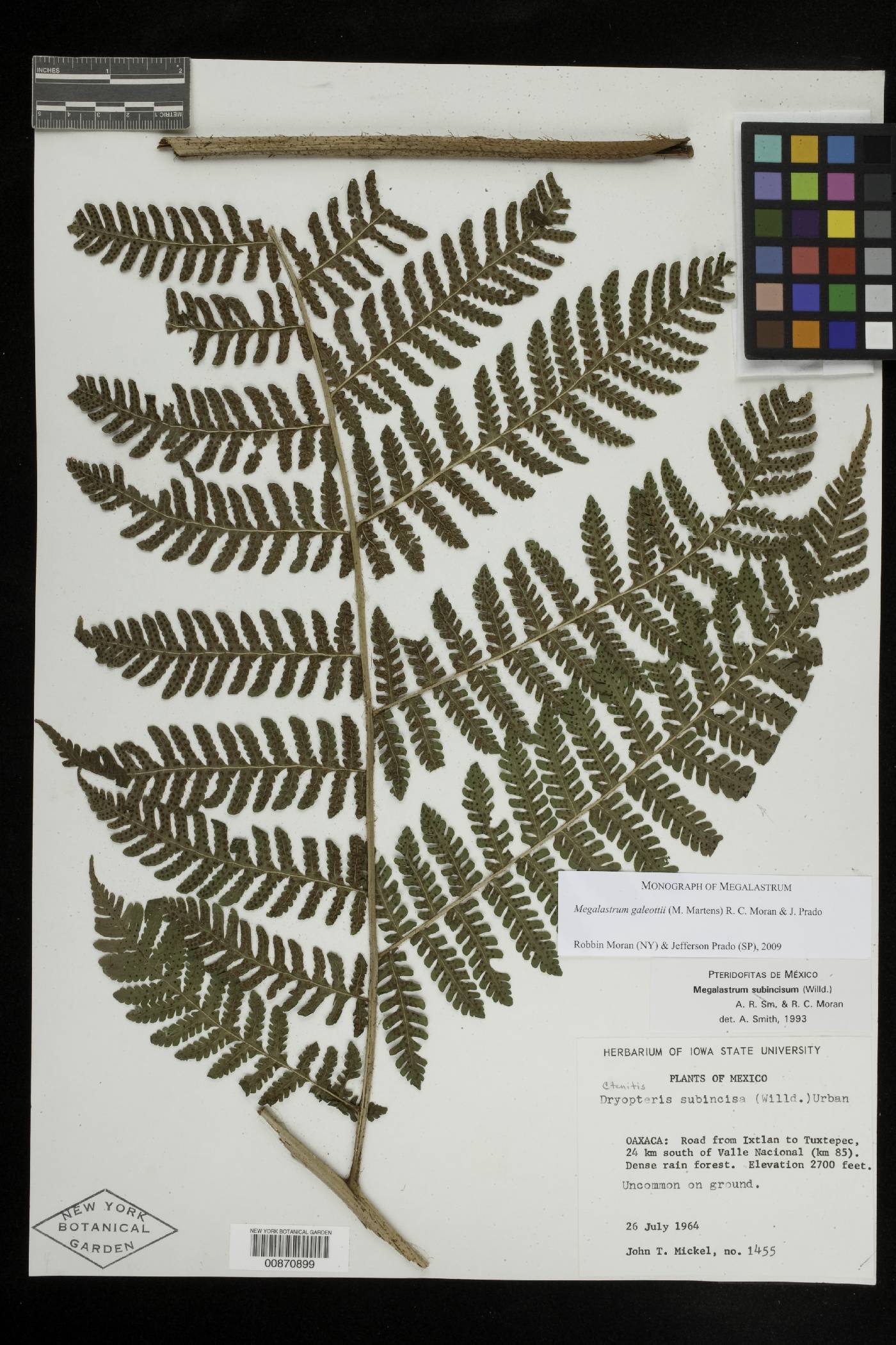 Megalastrum galeottii image