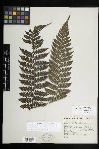 Megalastrum galeottii image