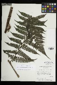 Megalastrum galeottii image