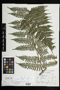 Megalastrum galeottii image