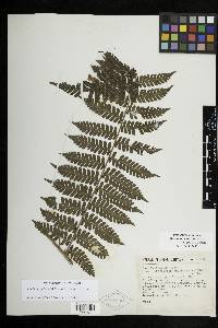 Megalastrum galeottii image