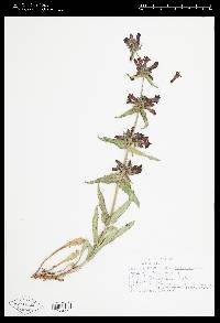 Penstemon eriantherus image