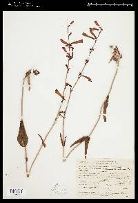 Penstemon eatonii subsp. eatonii image