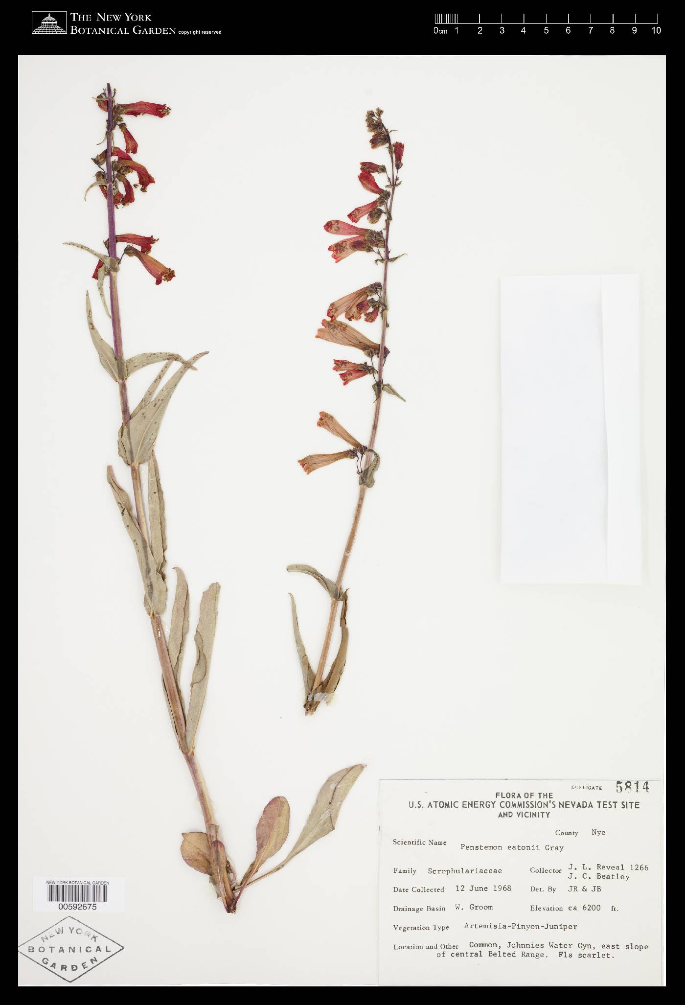 Penstemon eatonii subsp. eatonii image