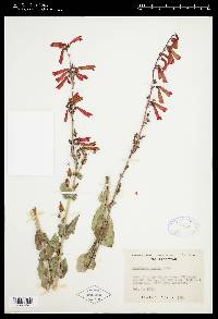 Penstemon eatonii subsp. eatonii image