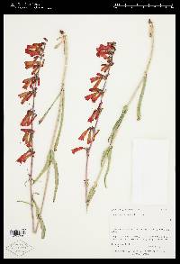 Penstemon eatonii image