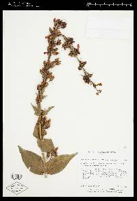 Penstemon eatonii subsp. eatonii image