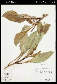 Penstemon eatonii subsp. eatonii image