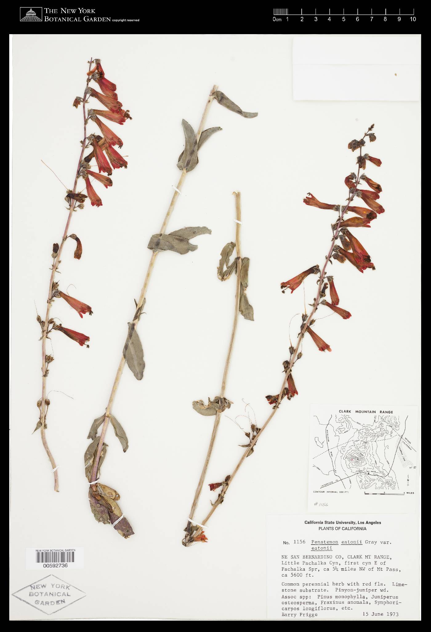 Penstemon eatonii subsp. eatonii image
