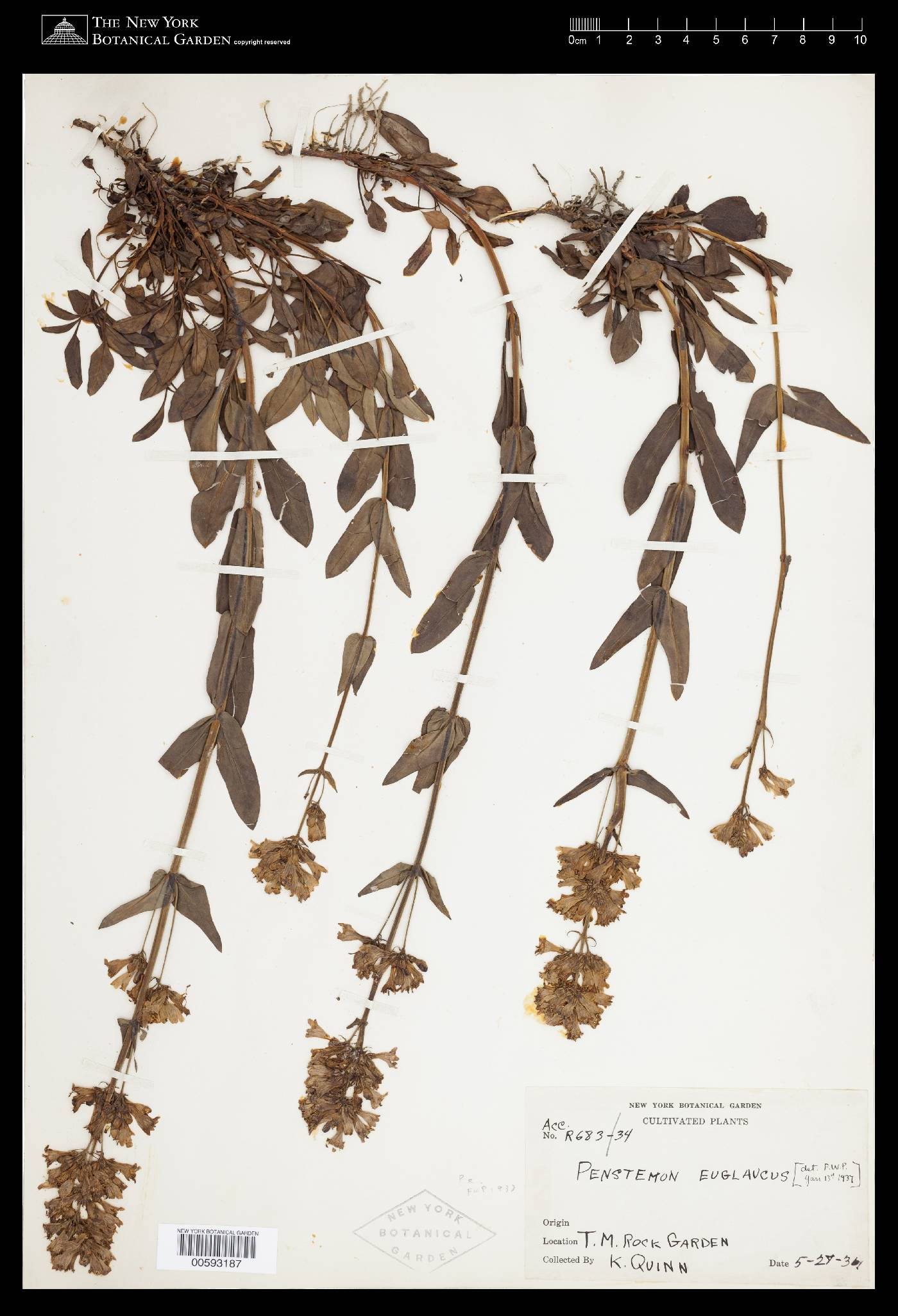 Penstemon euglaucus image