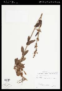 Penstemon euglaucus image
