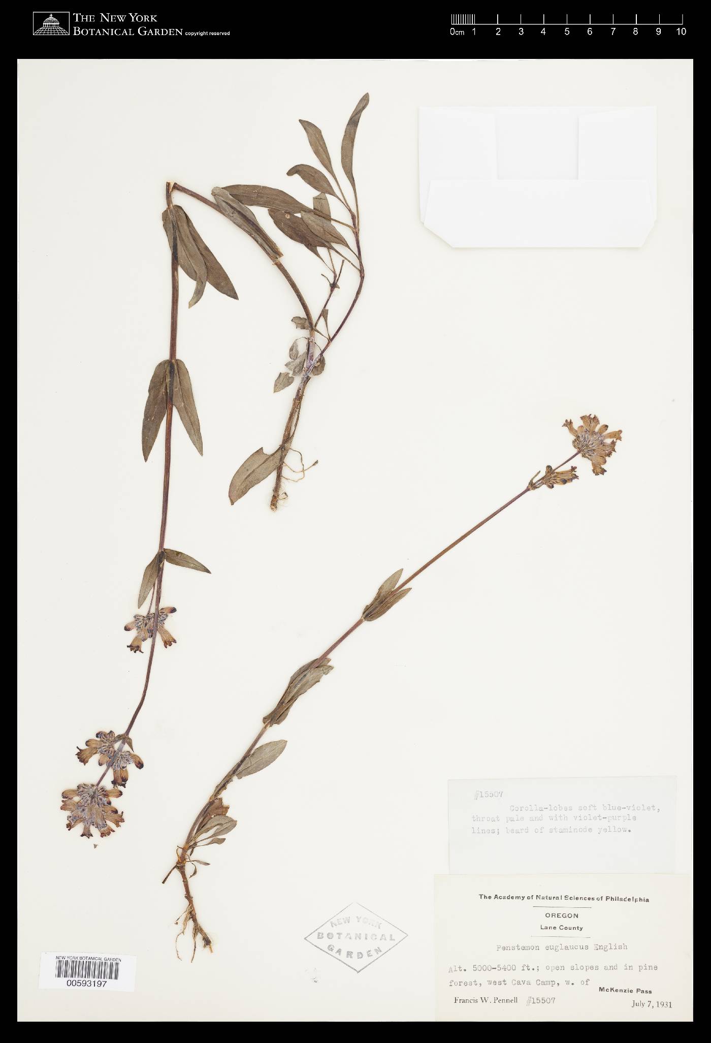 Penstemon euglaucus image