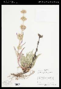 Penstemon eriantherus var. whitedii image