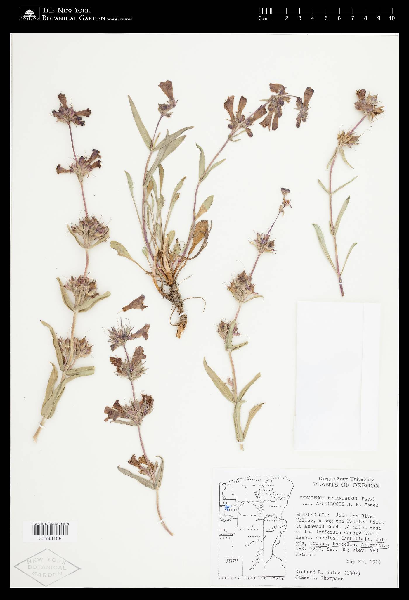 Penstemon eriantherus var. argillosus image