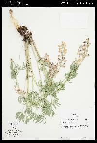 Lupinus arbustus image