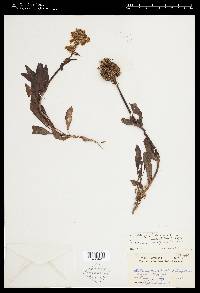 Penstemon flavescens image