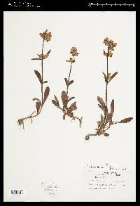 Penstemon flavescens image