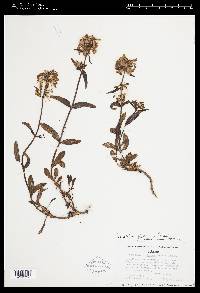 Penstemon flavescens image
