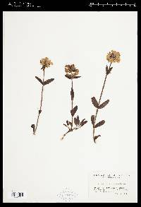 Penstemon flavescens image