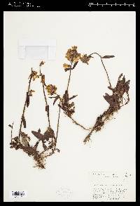 Penstemon flavescens image