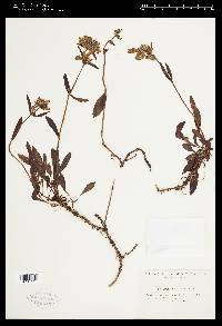 Penstemon flavescens image