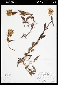 Penstemon flavescens image