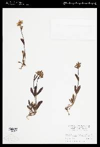 Penstemon flavescens image