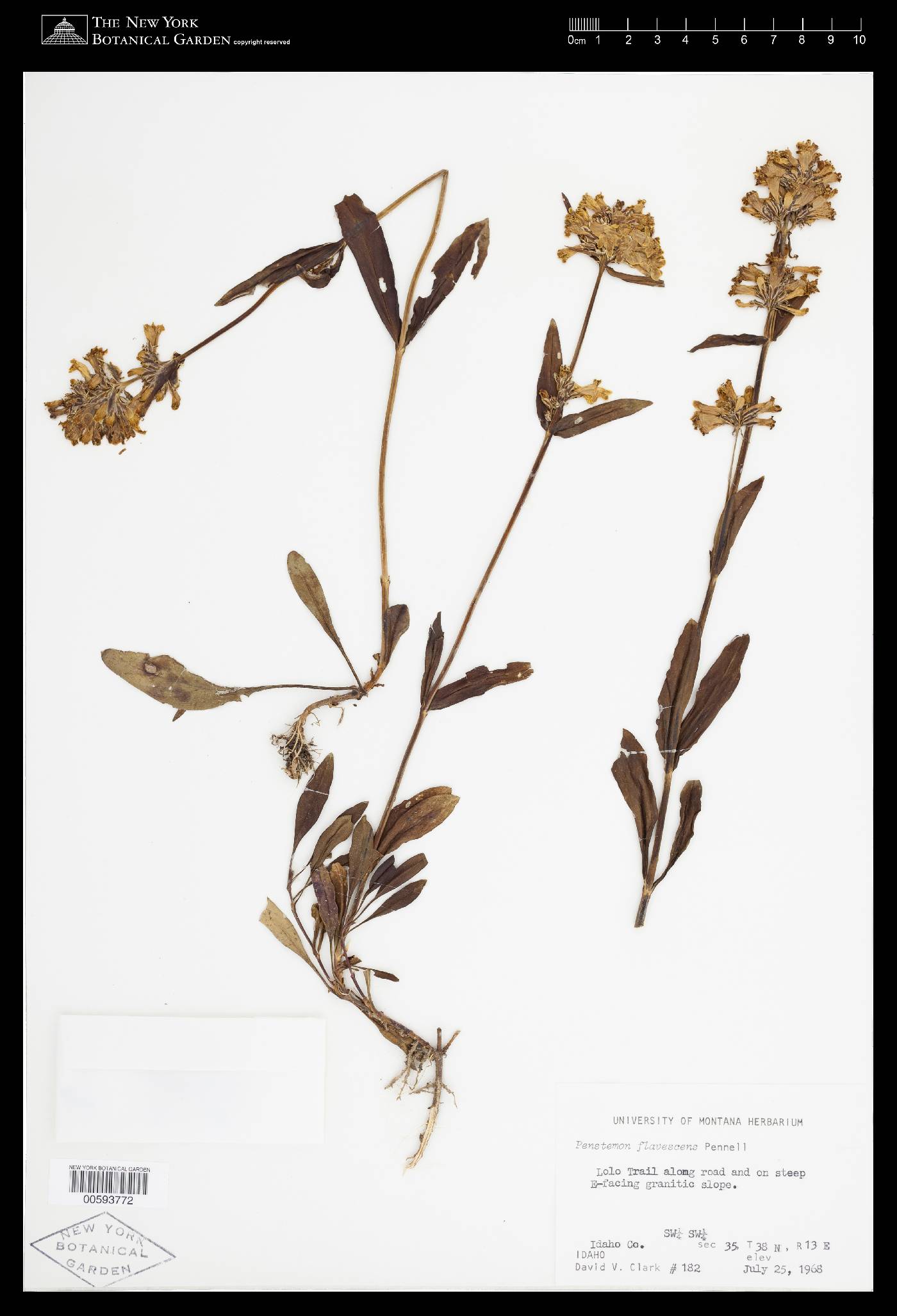Penstemon flavescens image