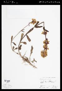 Penstemon flavescens image