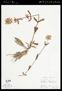 Penstemon flavescens image