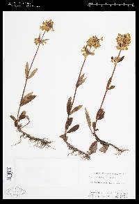 Penstemon flavescens image