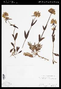 Penstemon flavescens image
