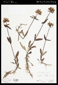 Penstemon flavescens image