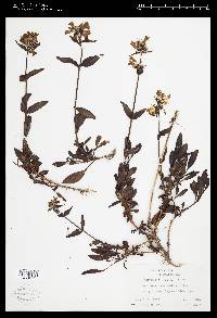 Penstemon flavescens image
