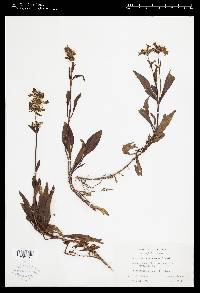 Penstemon flavescens image