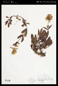 Penstemon flavescens image