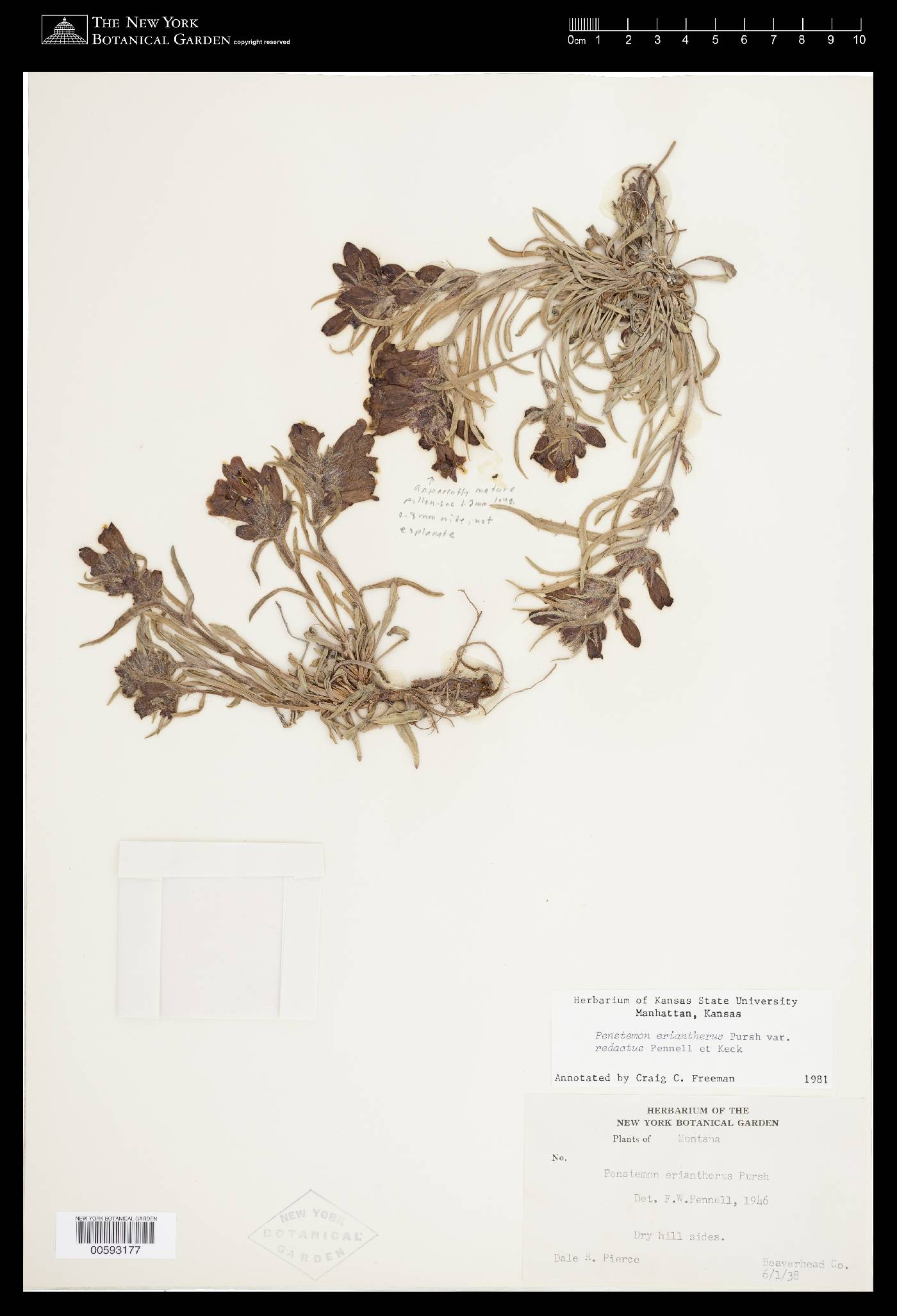Penstemon eriantherus image