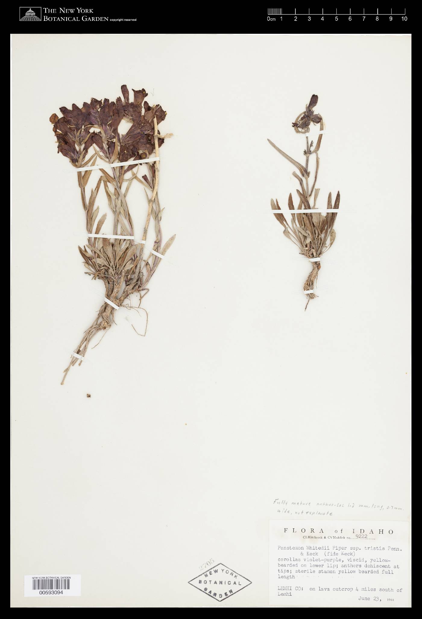 Penstemon eriantherus image