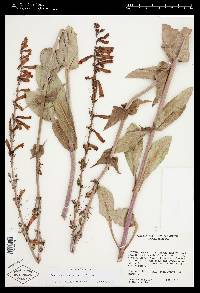 Penstemon eatonii subsp. undosus image