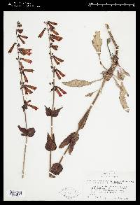 Penstemon eatonii subsp. undosus image