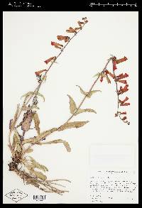 Penstemon eatonii image