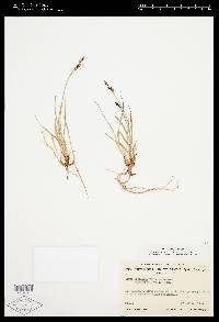 Carex bigelowii image