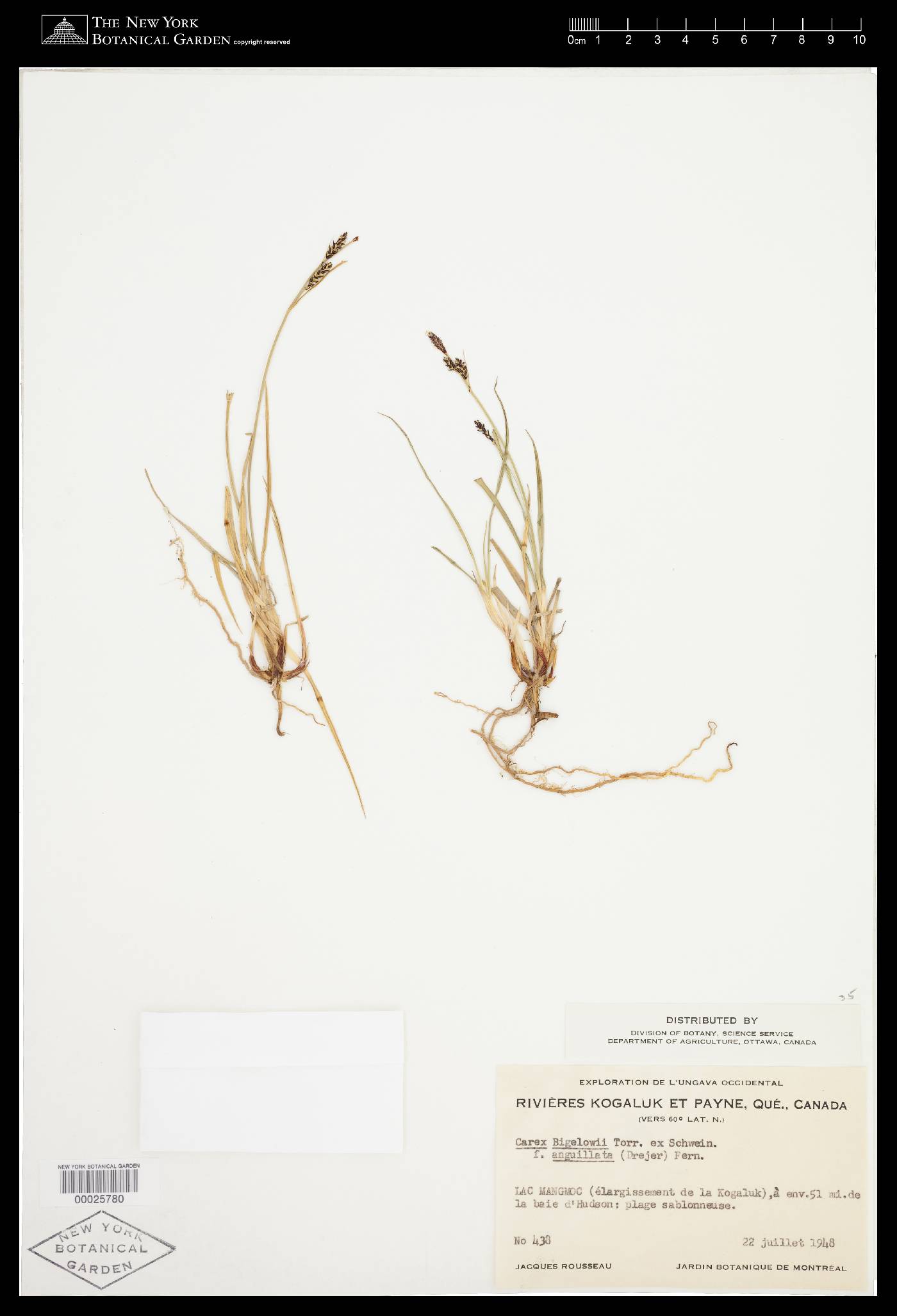 Carex bigelowii subsp. dacica image